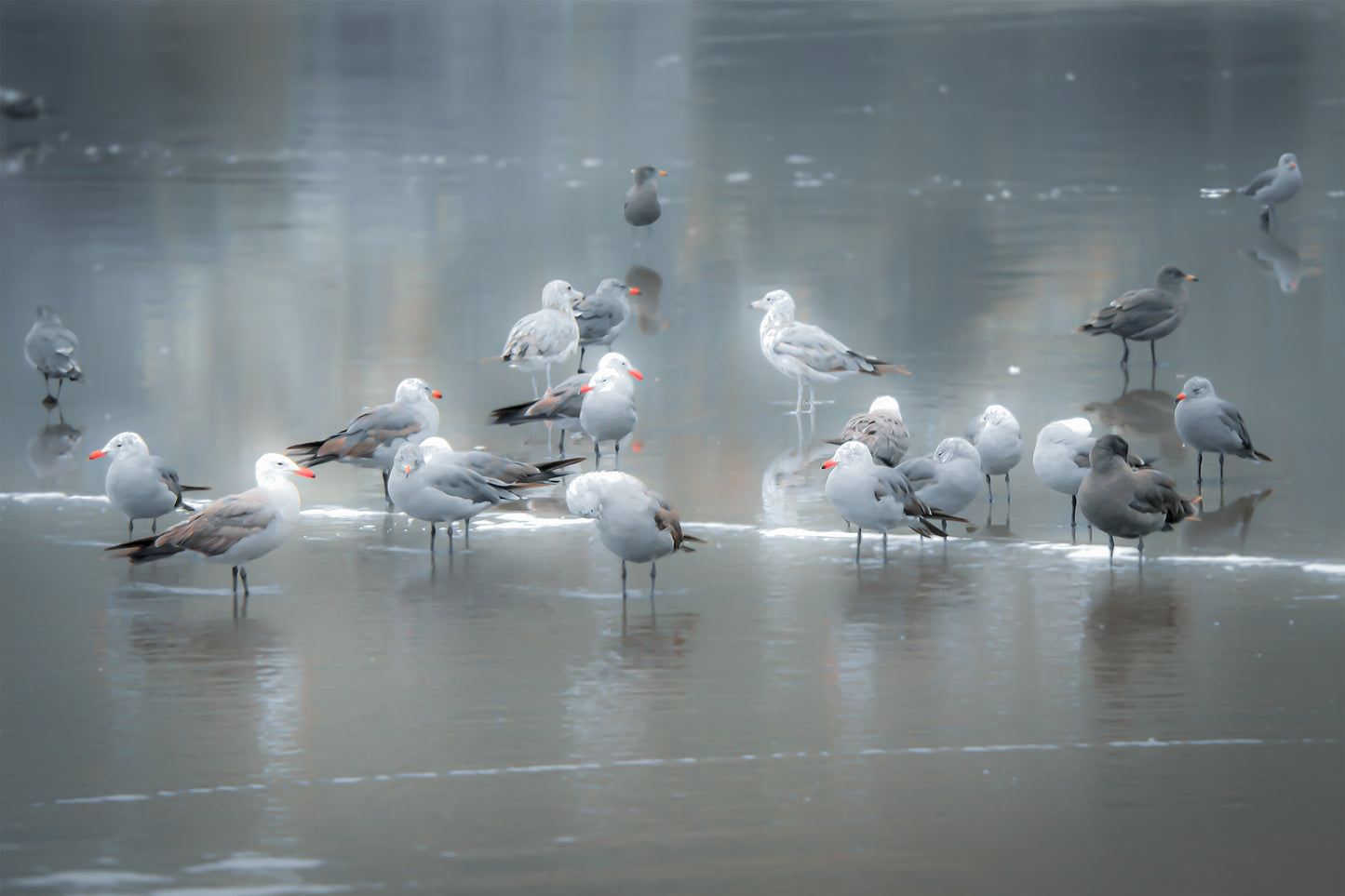 Orange Beaks