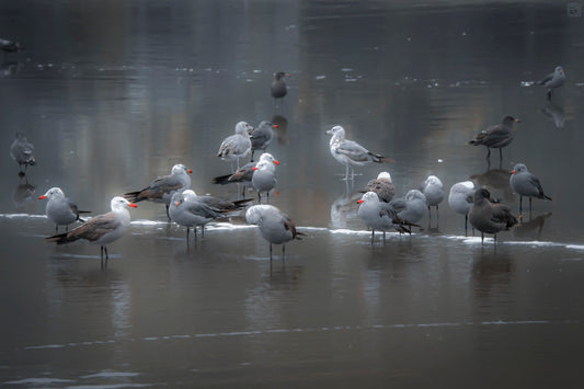 Orange Beaks